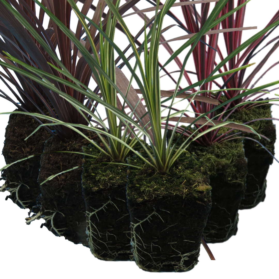 Cordyline Collection - Red Star, Charlie Boy, Torbay Dazzler