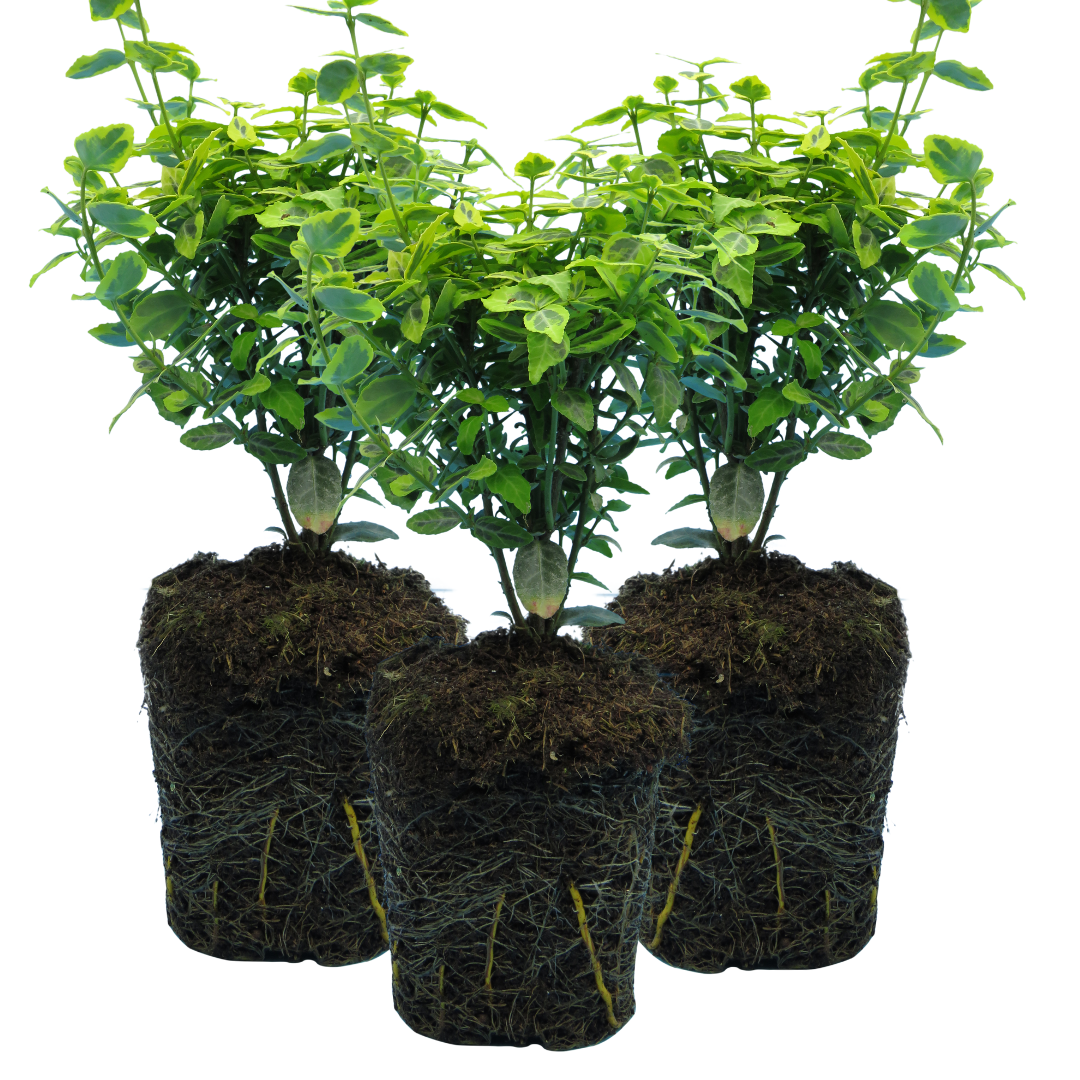 Euonymus Emerald Gold