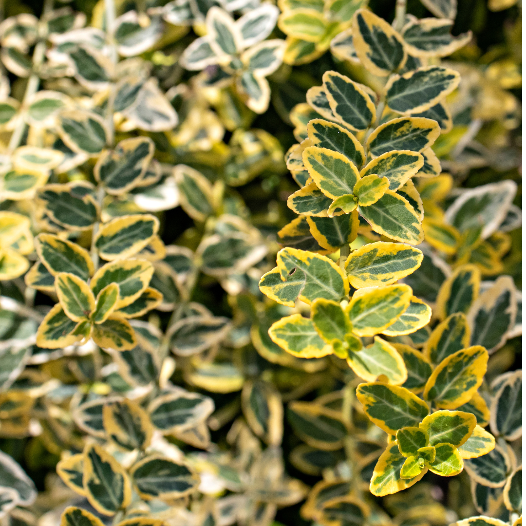Euonymus Emerald Gold
