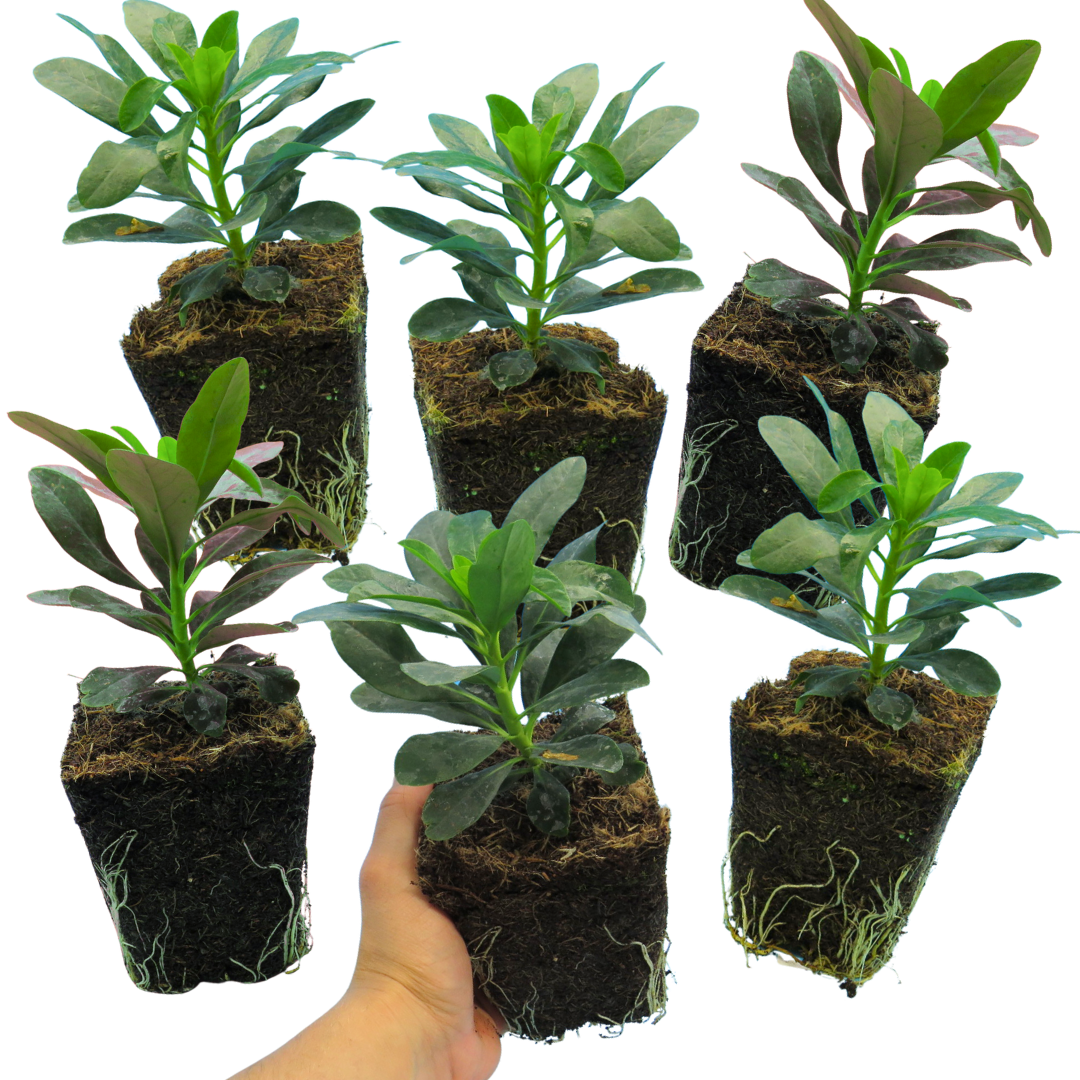 Euphorbia Robbiae