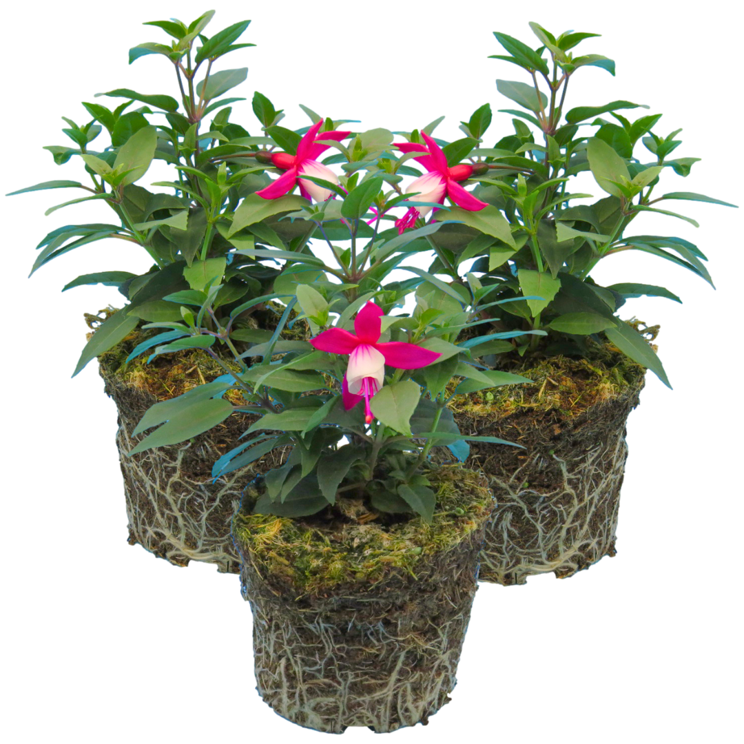 Fuchsia Diva Red and White