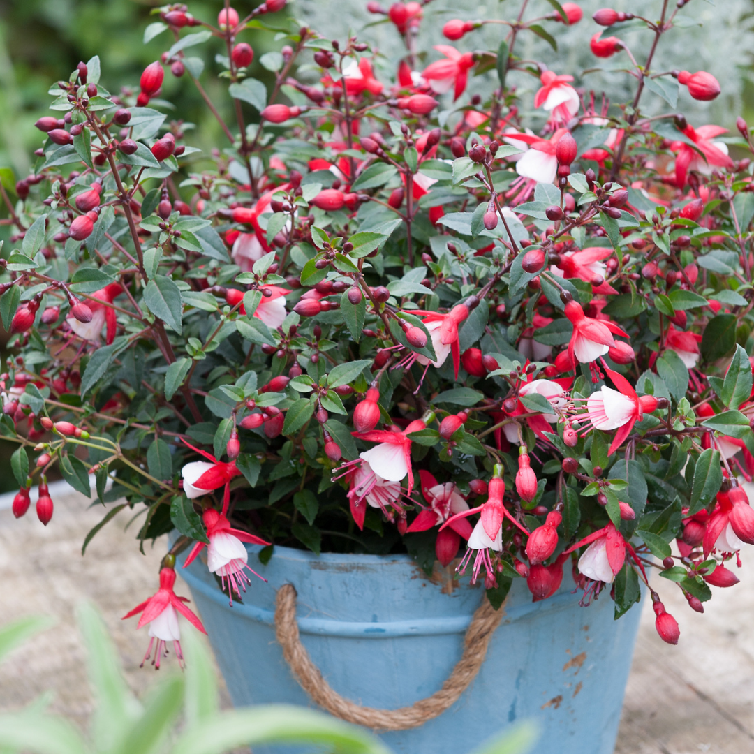 Fuchsia Diva Red and White