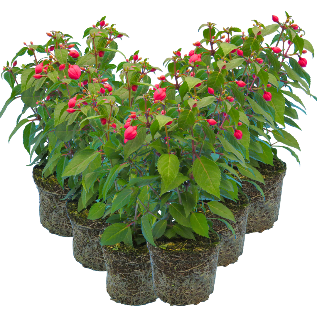 Set of 3 or 6 Large Plants - Fuchsia Diva Rose & Violet, Ready to Plant in Your Garden