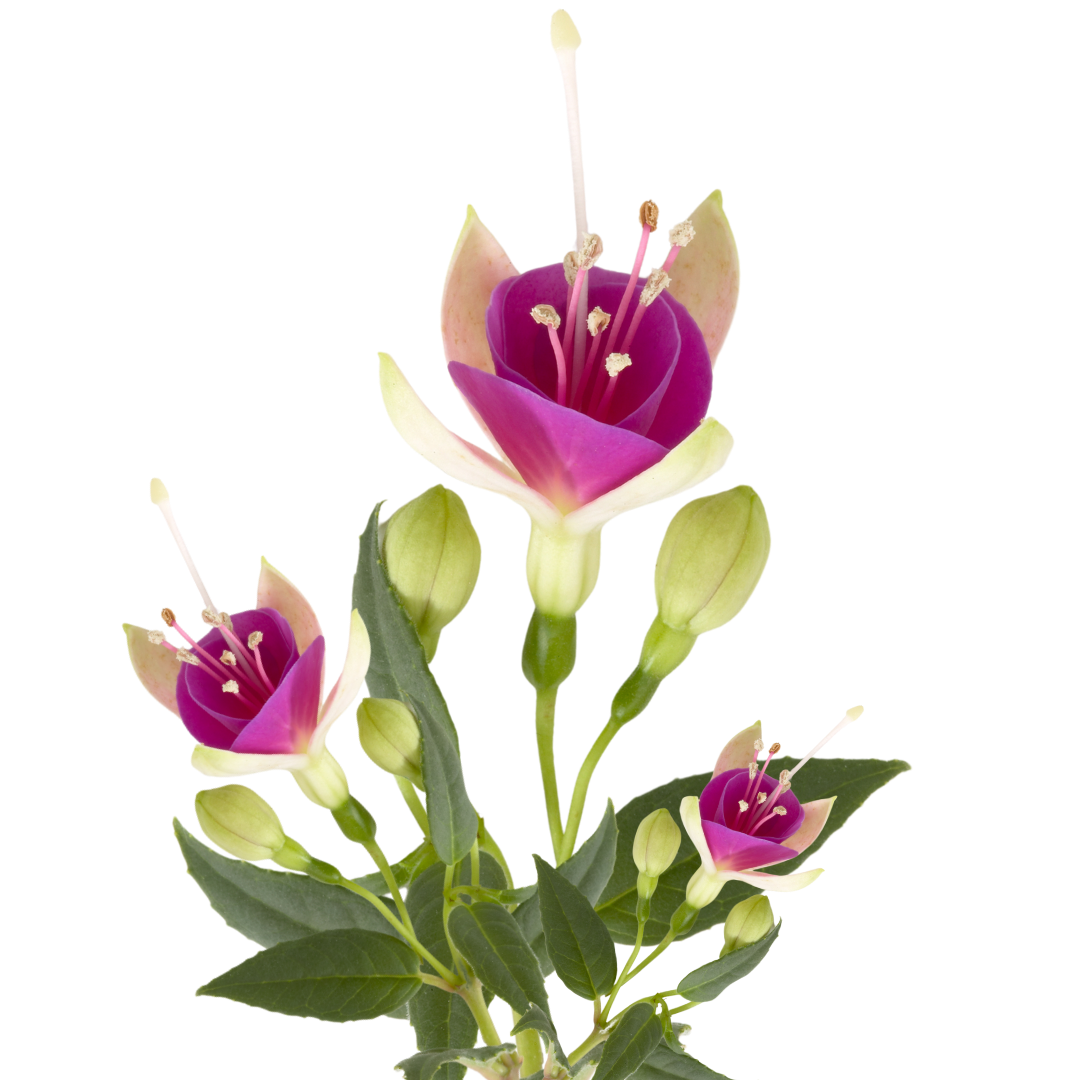 Fuchsia Diva White and Violet