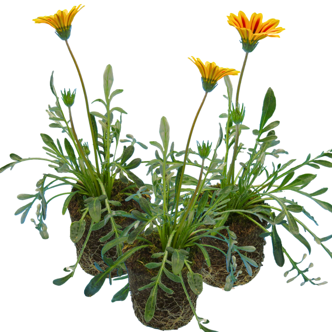 Set of 3 or 6 Large Plants - Gazania Kiss Orange Flame, Ready to Plant in Your Garden