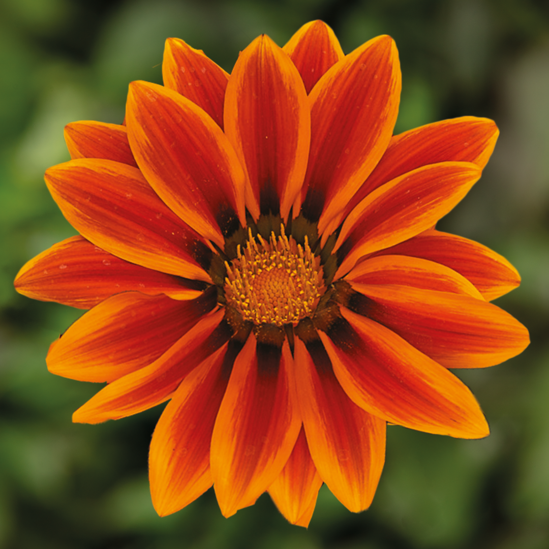 Set of 3 or 6 Large Plants - Gazania Kiss Orange Flame, Ready to Plant in Your Garden