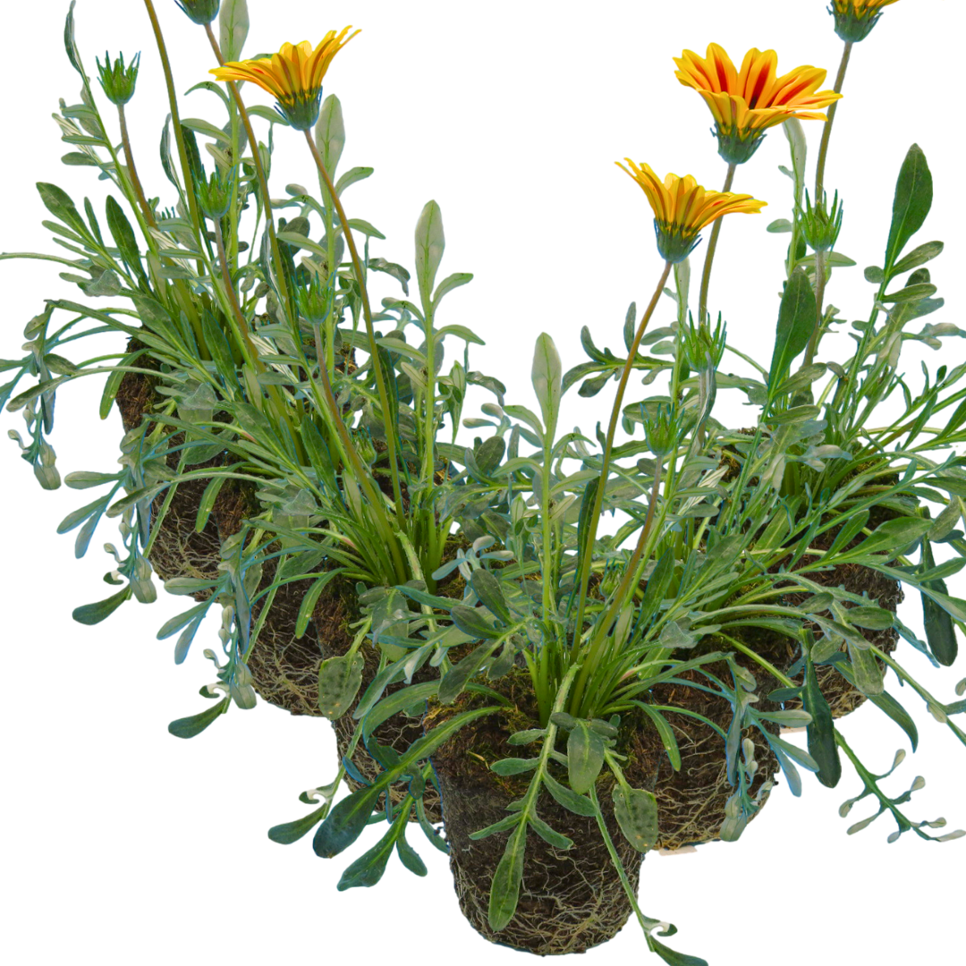 Set of 3 or 6 Large Plants - Gazania Kiss Orange Flame, Ready to Plant in Your Garden