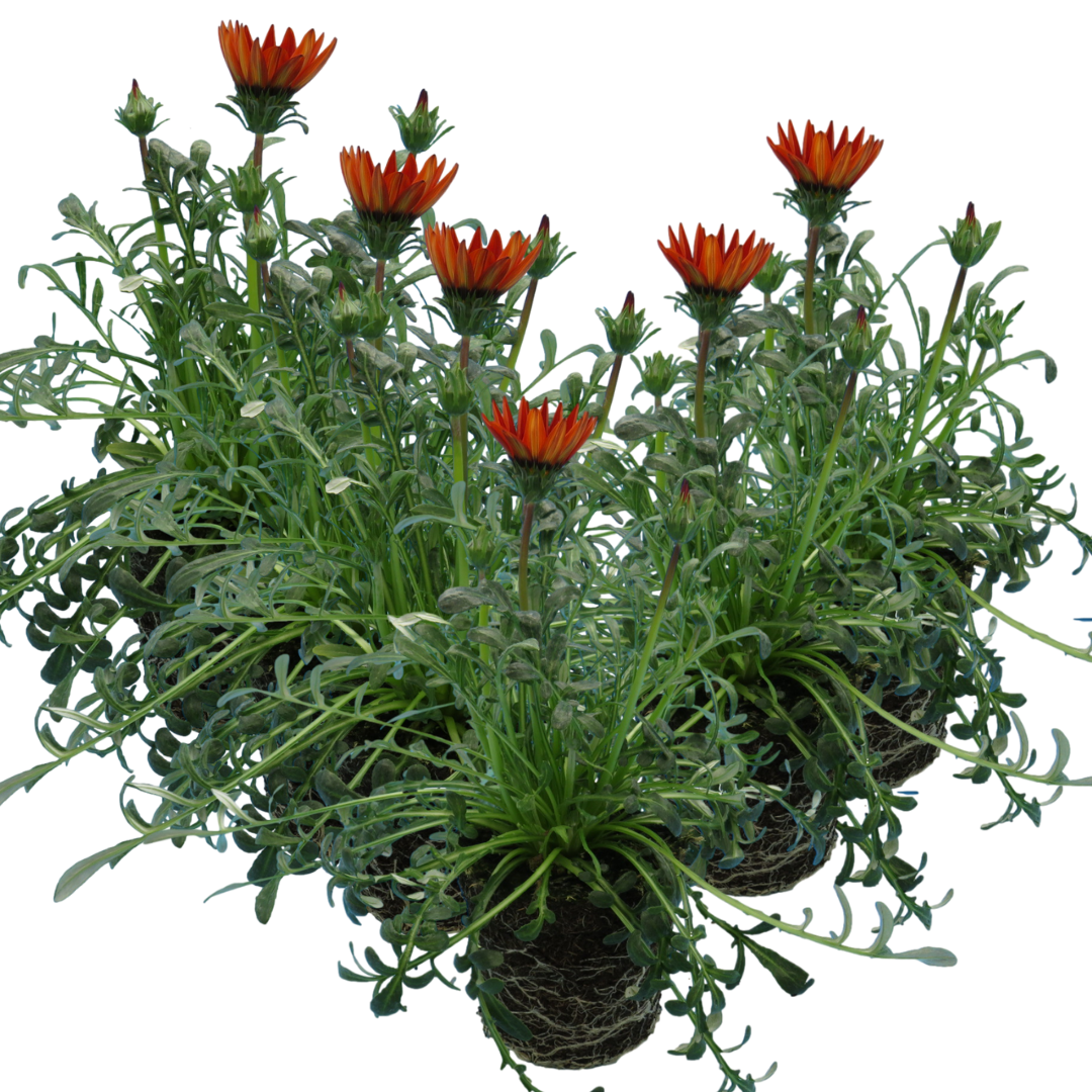Set of 3 or 6 Large Plants - Gazania Kiss Red, Ready to Plant in Your Garden, Peat-Free