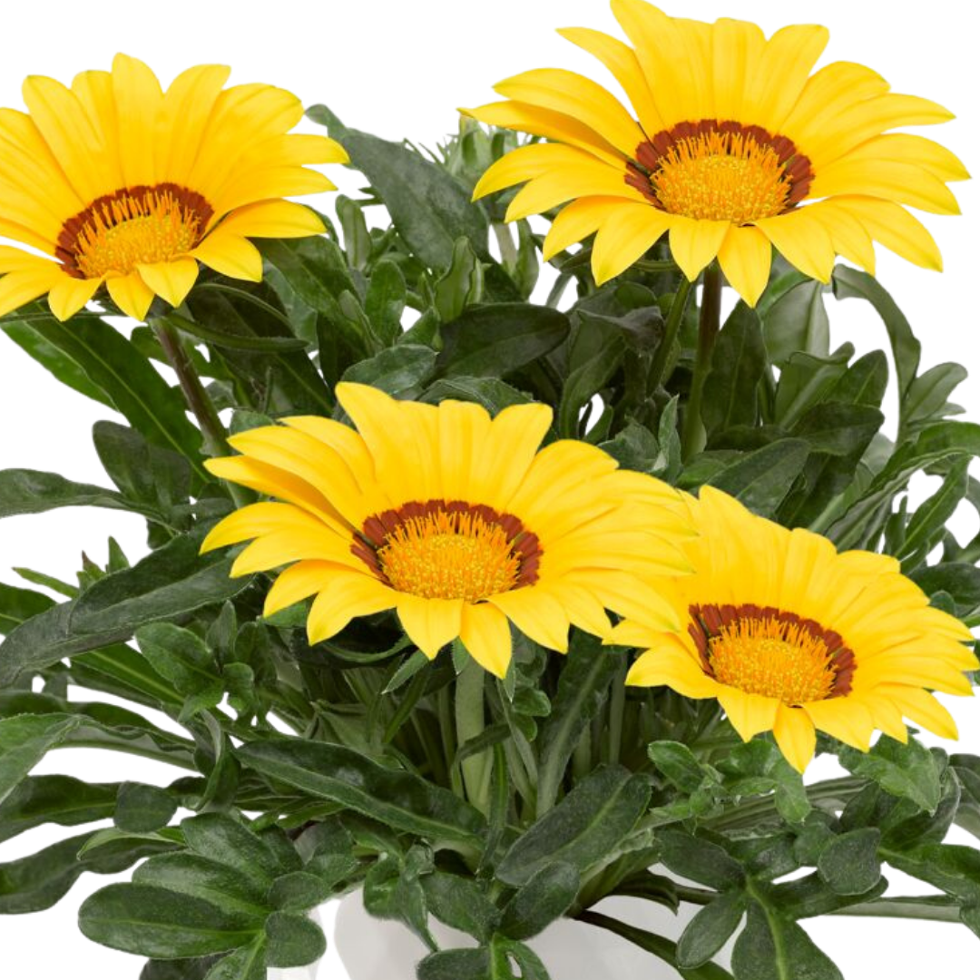 Set of 3 or 6 Large Plants - Gazania Kiss Yellow Improved, Ready to Plant in Your Garden