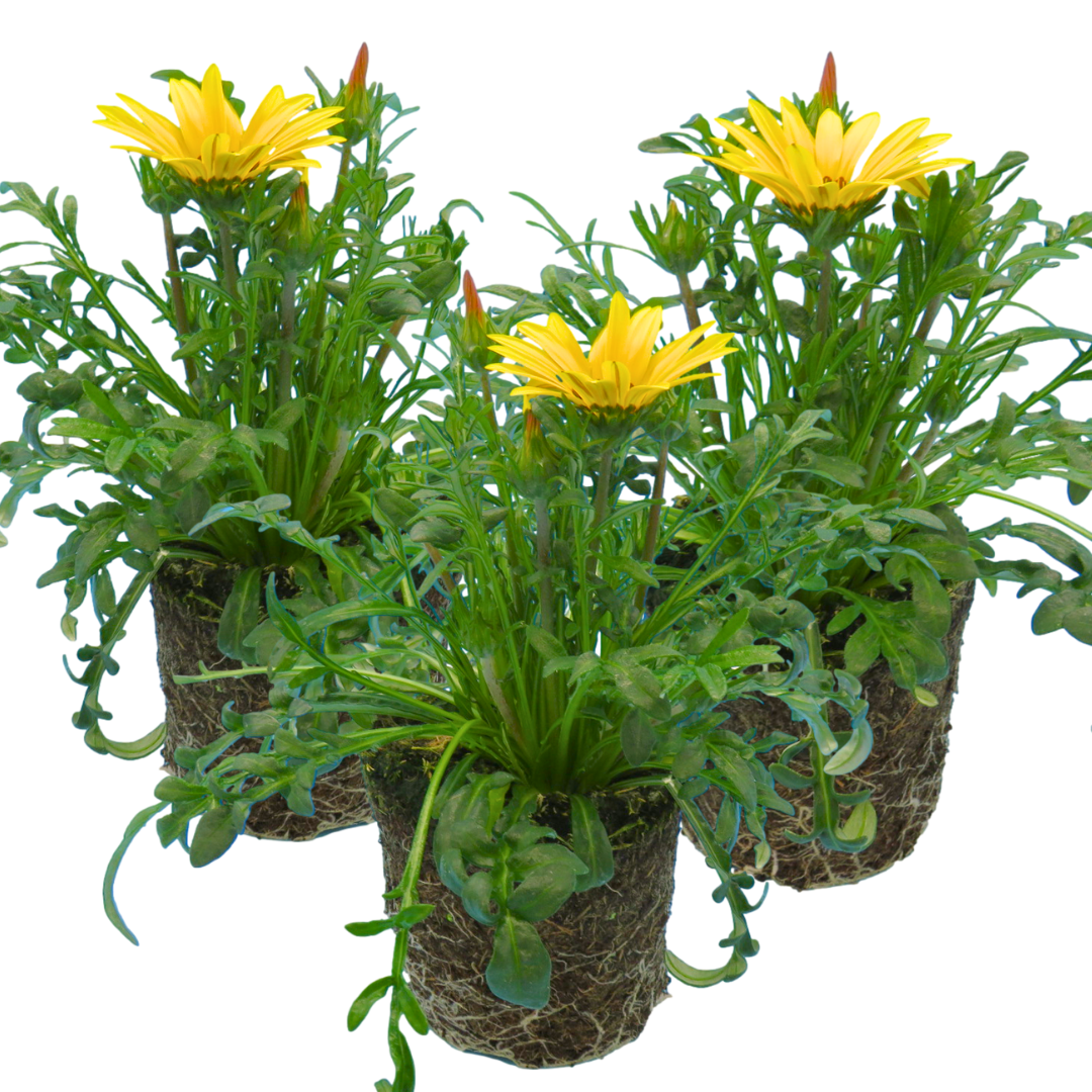 Set of 3 or 6 Large Plants - Gazania Kiss Yellow Improved, Ready to Plant in Your Garden