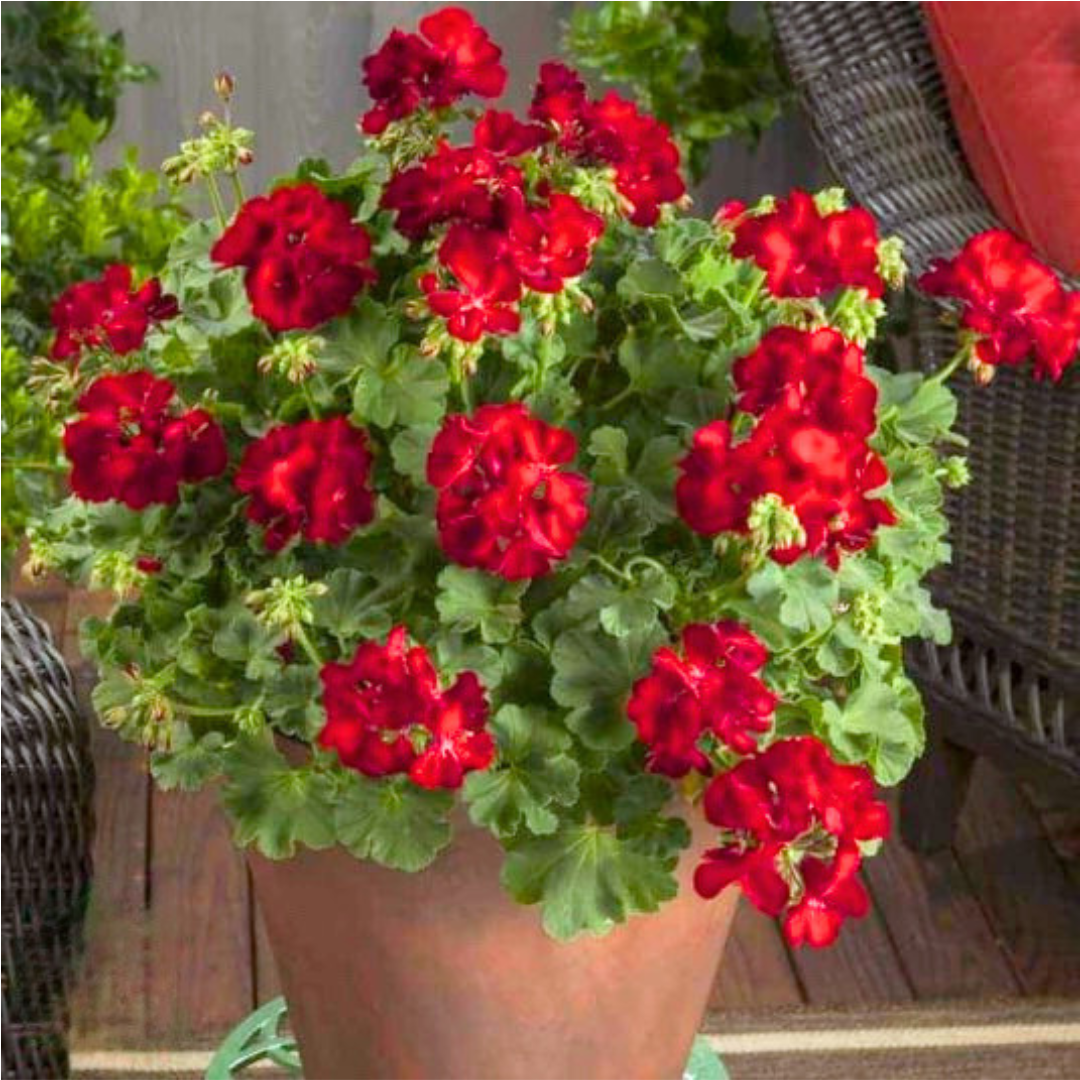 Set of 3 or 6 Large Plants - Geranium Calliope Dark Red, Ready To Plant In Your Garden