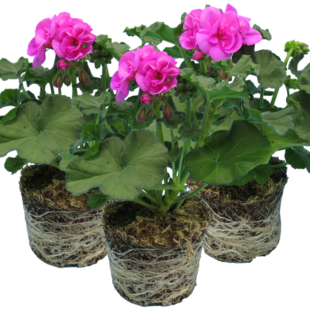 Set of 3 or 6 Large Plants - Pelargonium Toscana Dolce Vita Evi Blue, Ready to Plant