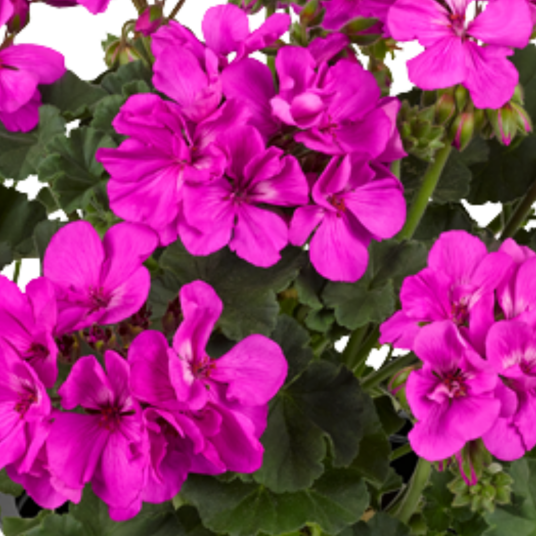 Set of 3 or 6 Large Plants - Pelargonium Toscana Dolce Vita Evi Blue, Ready to Plant