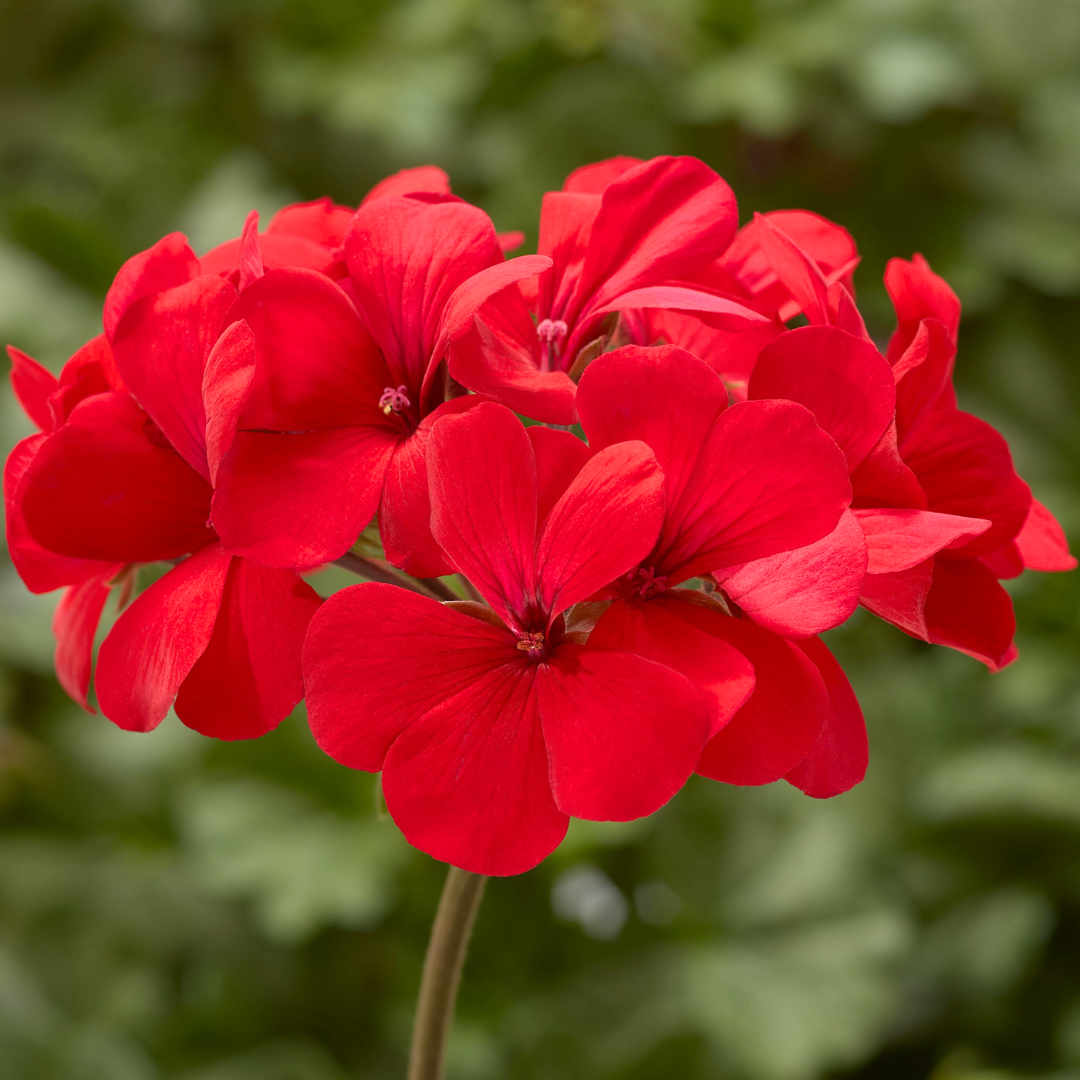 Set of 3 or 6 Large Plants - Geranium Calliope Landscape Fire, Ready To Plant In Your Garden