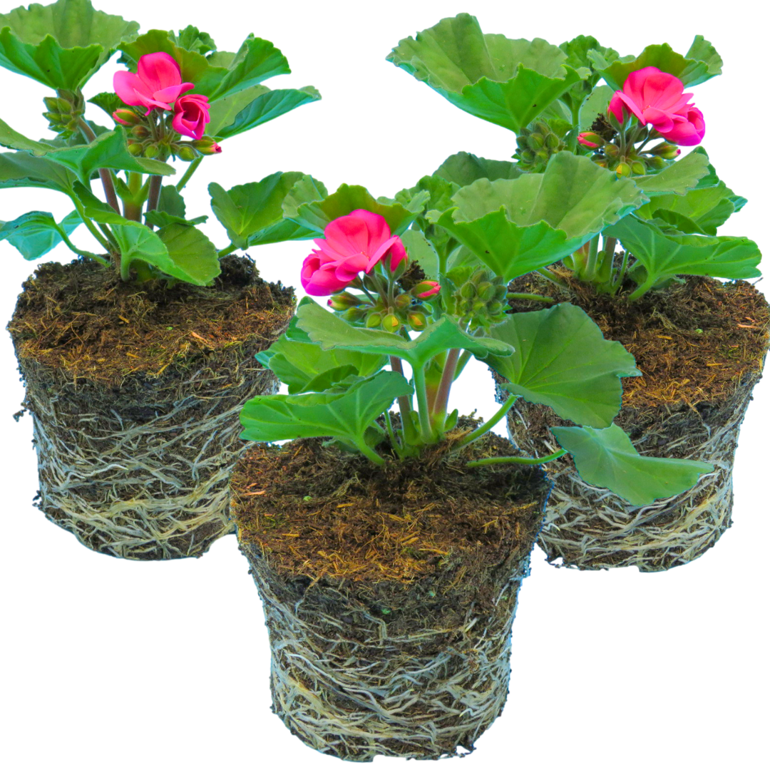 Set of 3 or 6 Large Plants - Garden Ready Pelargonium Toscana Dolce Vita Klass / Smart Laura