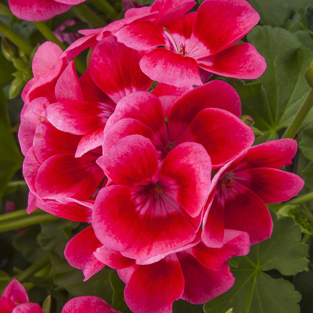 Set of 3 or 6 Large Plants - Geranium Calliope Pretty Little Pink Splash, Ready To Plant
