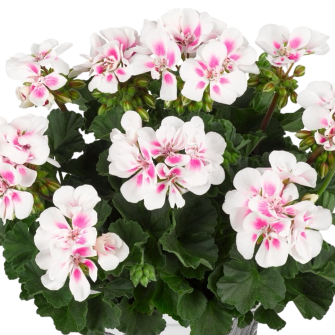 Set of 3 or 6 Large Plants - Pelargonium Toscana Dolce Vita Stella, Ready to Plant in Garden