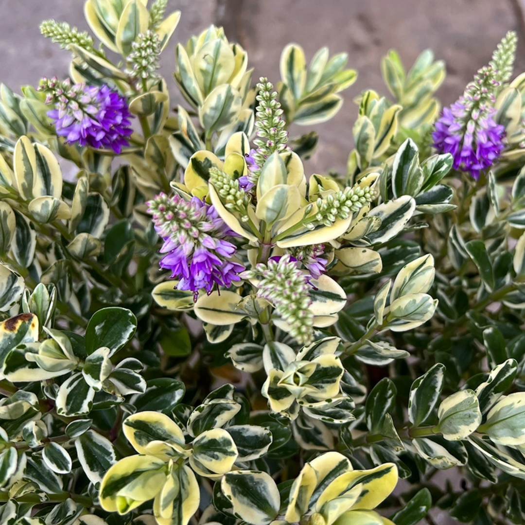 Hebe Variegata