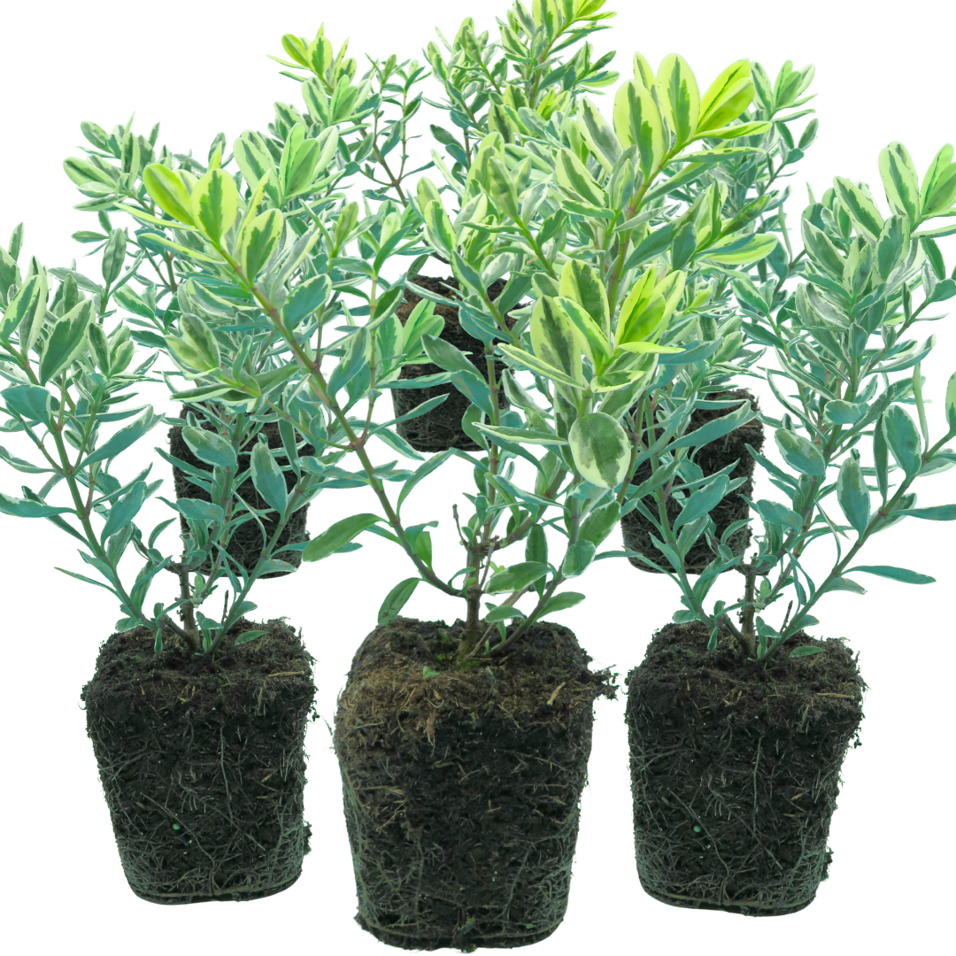 Hebe Variegata