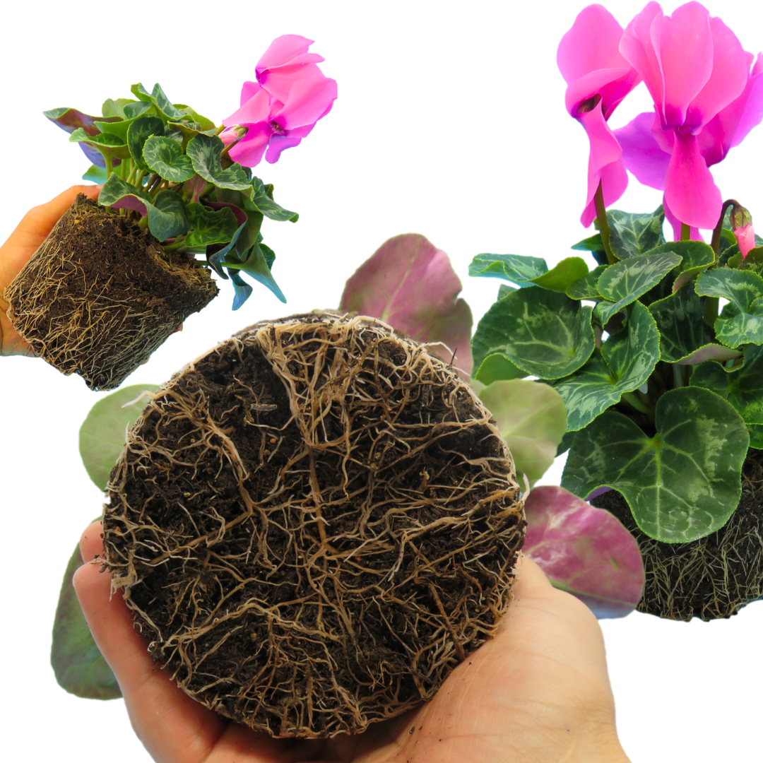 Cyclamen Flame Deep Rose