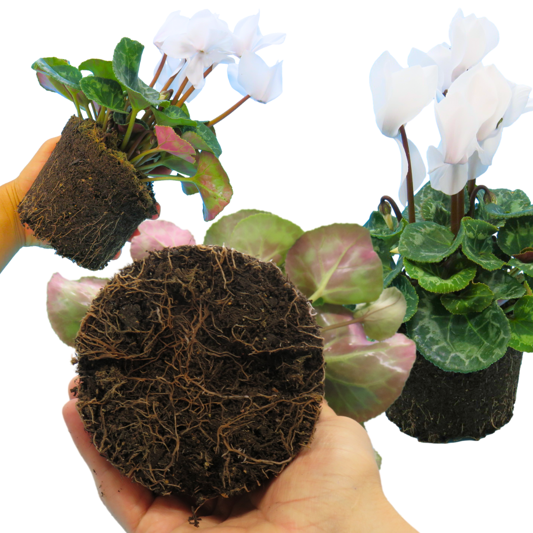 Cyclamen Flame White