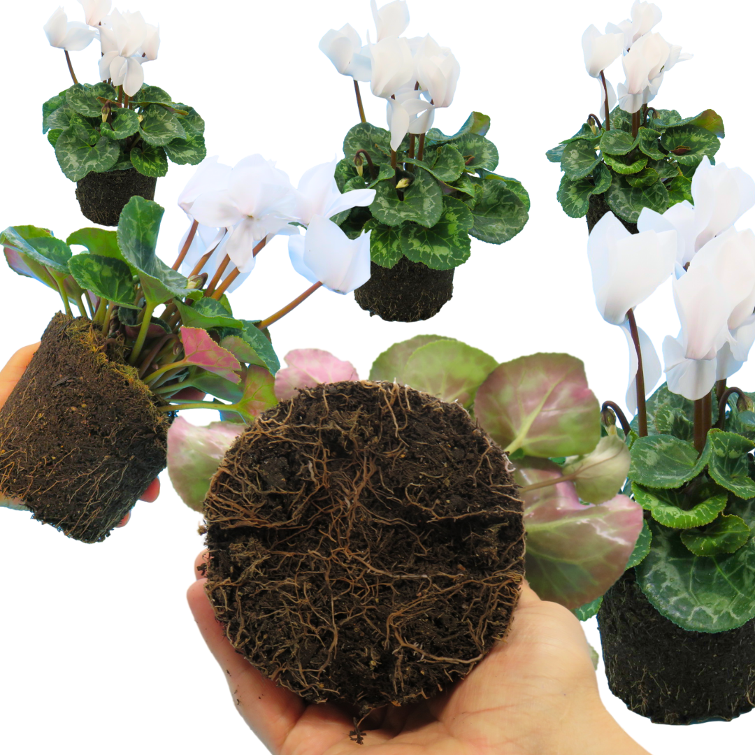 Cyclamen Flame White
