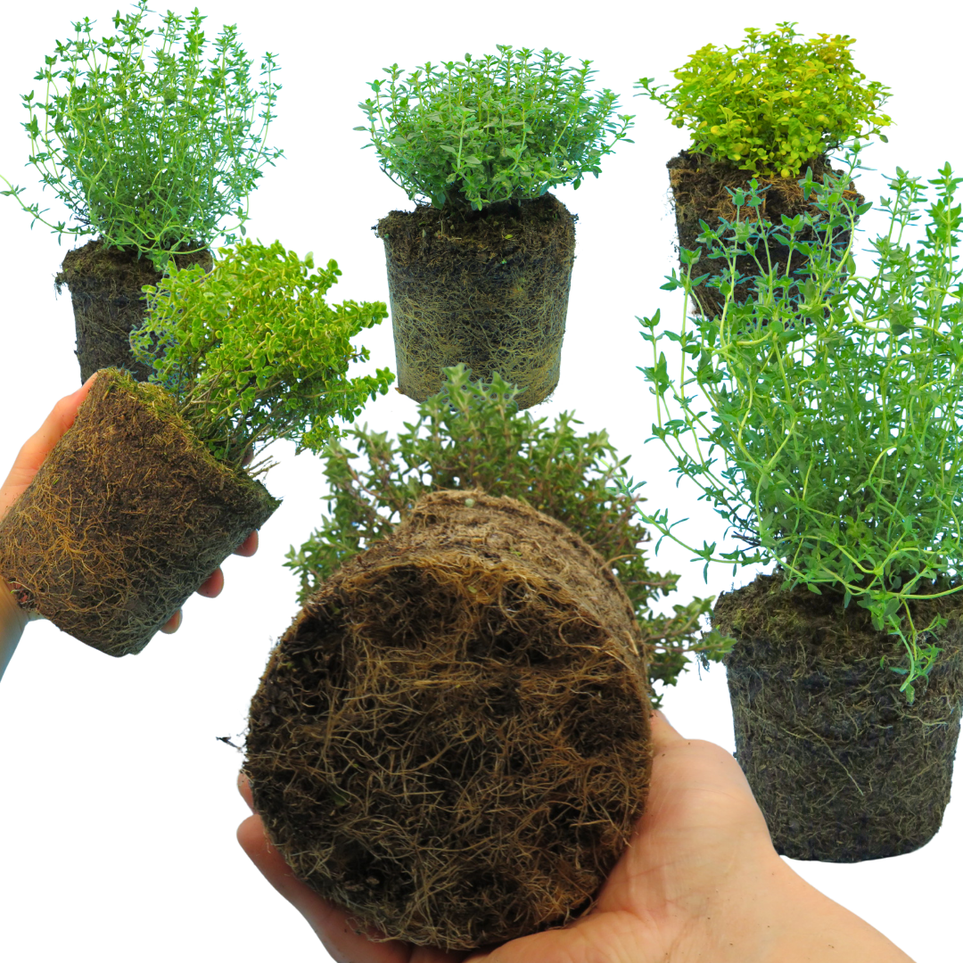 Thyme Growers Choice Mix