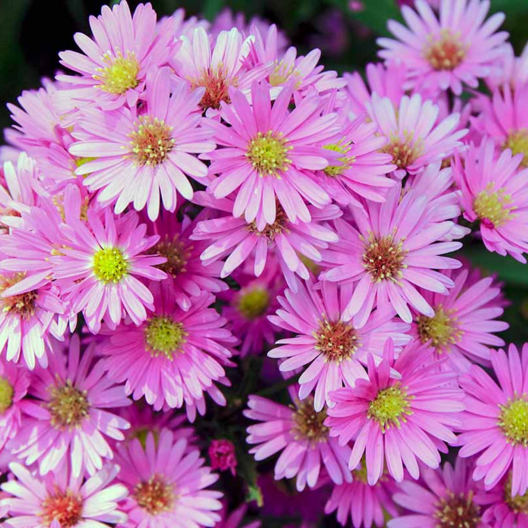 Aster Alpha Light Pink