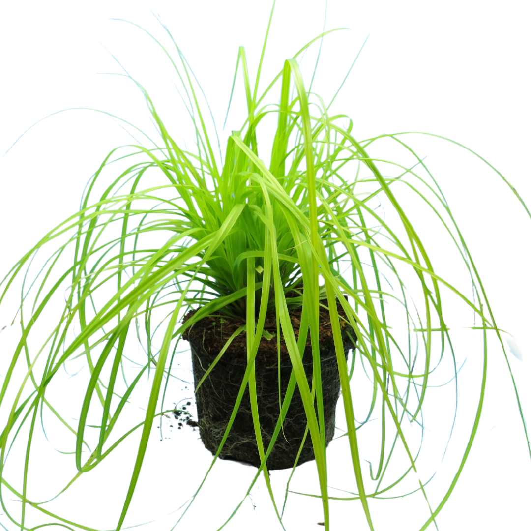 Carex Everillo