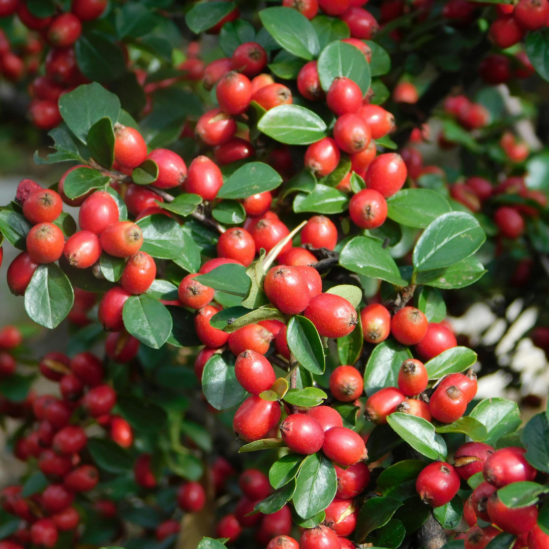 Cotoneaster Horizontalis