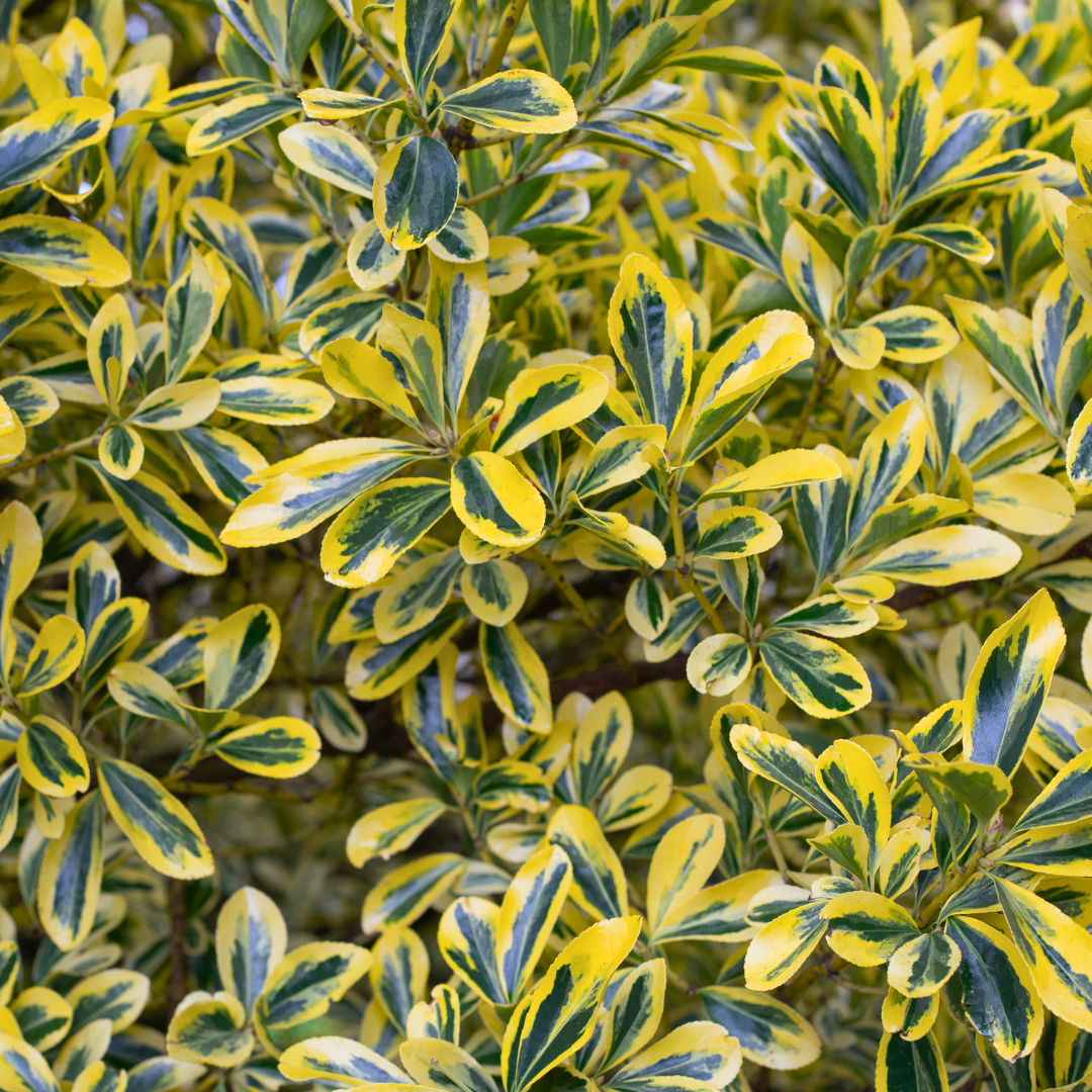 Euonymus Microphyllus Aureomarginatus