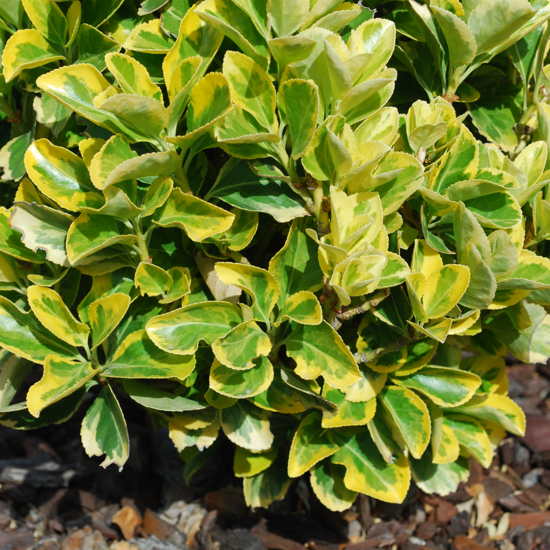 Euonymus Ovatus Aureus