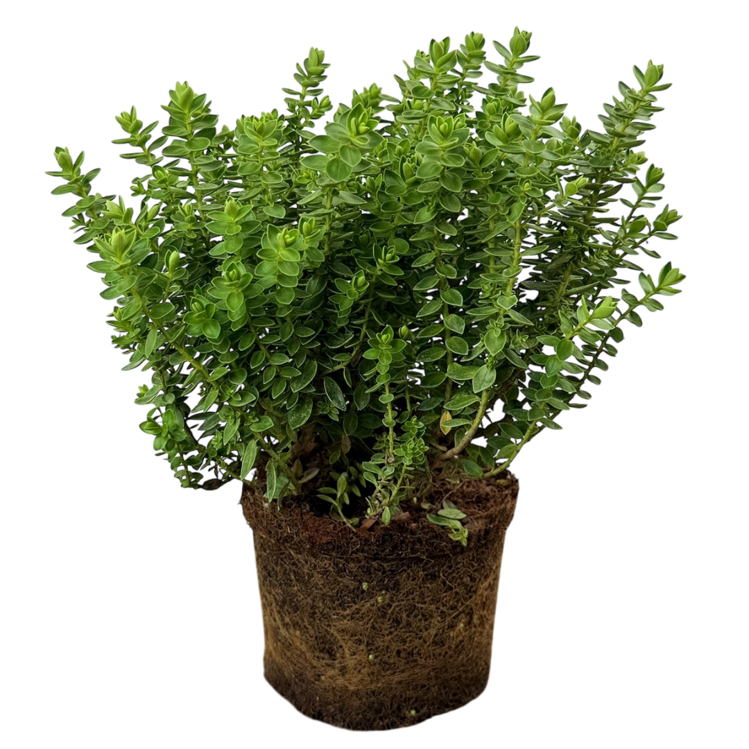 Hebe Little Leaves Green 17cm/2L