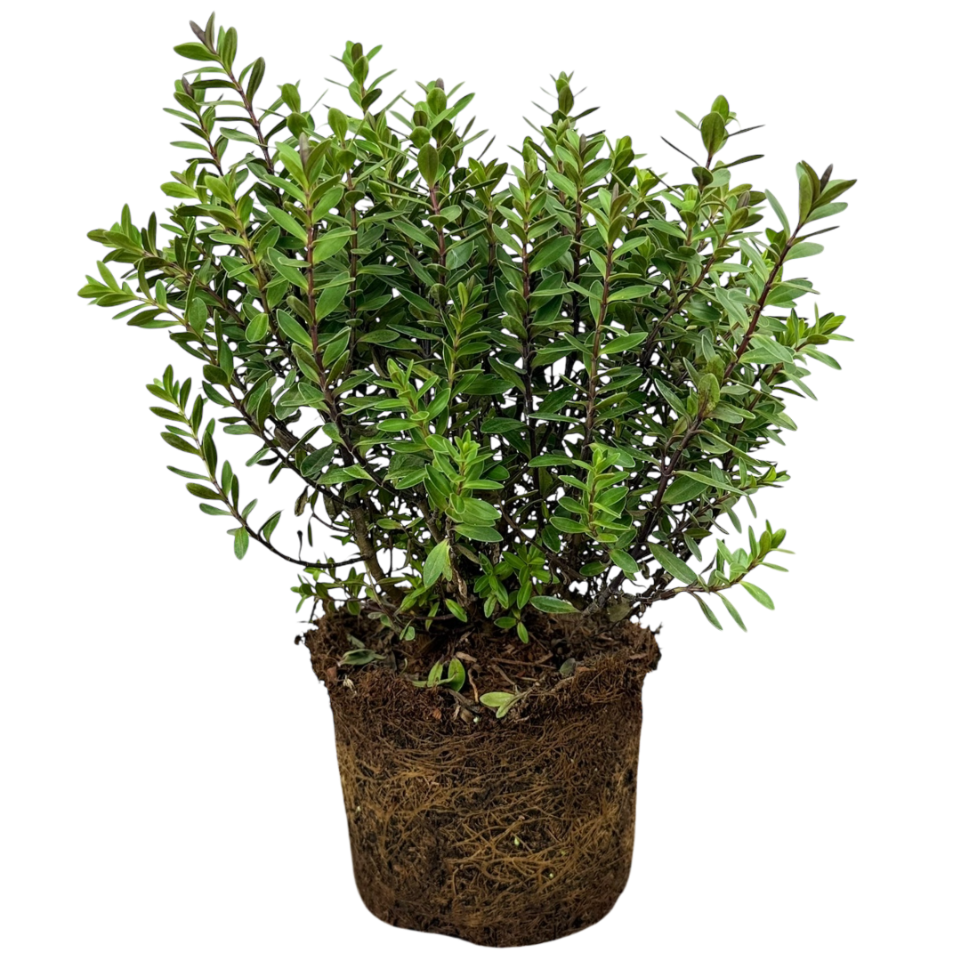 Hebe Little Leaves Red 17cm/2L