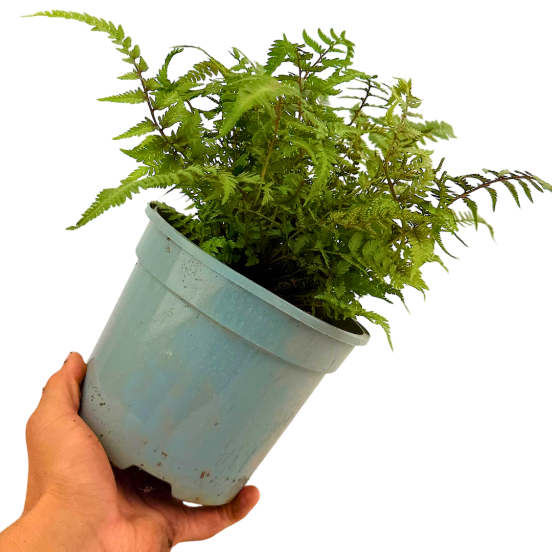 Japanese Painted Fern Athyrium Pictum/Metallicum