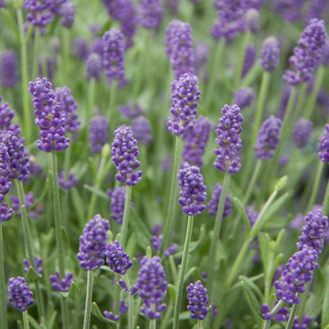Lavender Light Blue