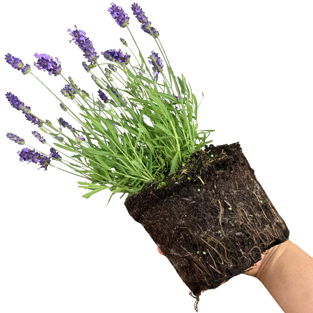 Lavender Light Blue