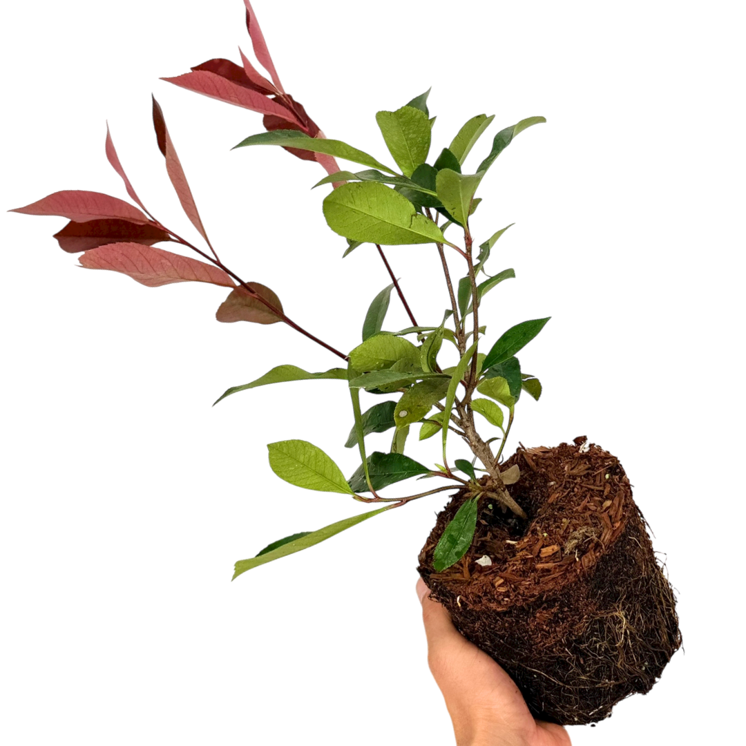 Photinia Red Robin