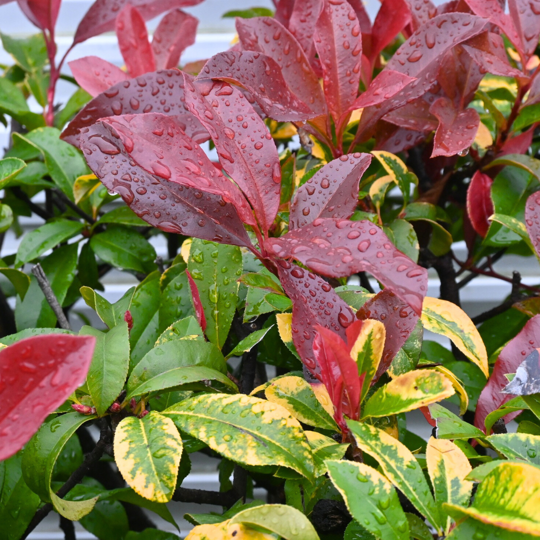 Photinia Red Robin