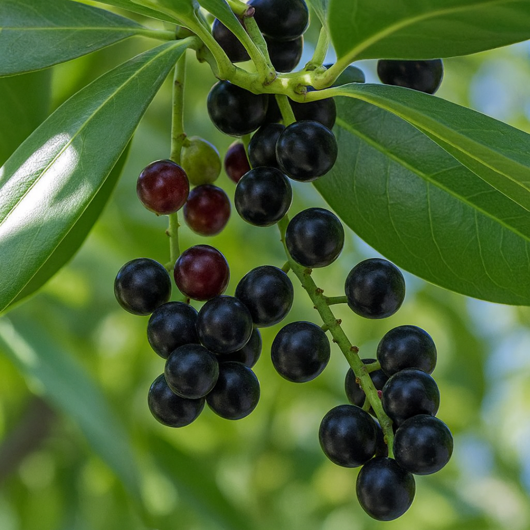 Prunus Novita