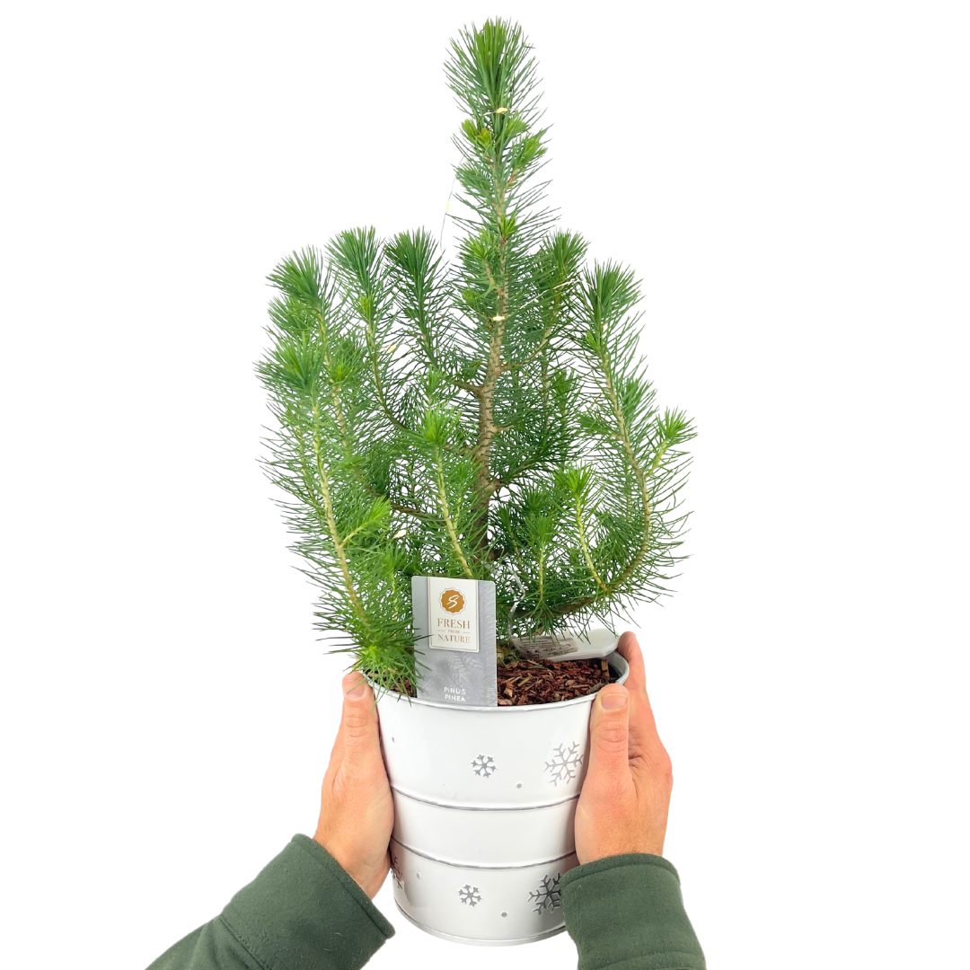 Christmas tree in white metal planter with lights
