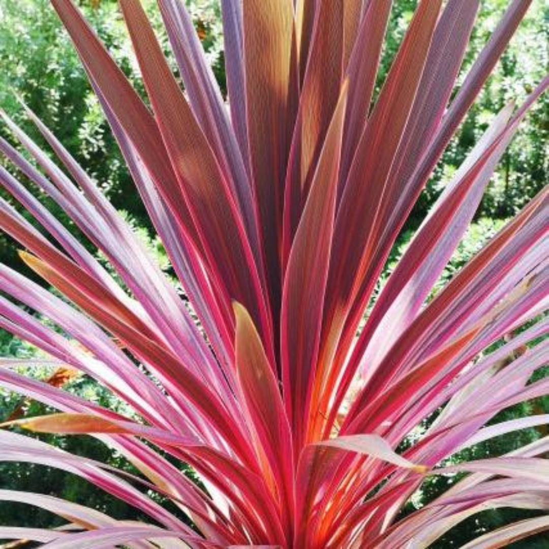 Cordyline Charlie Boy 19cm/3L