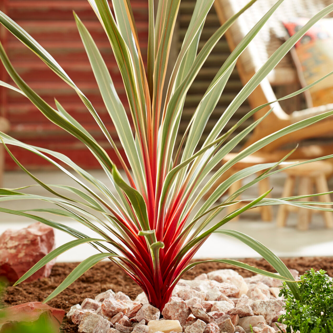 Cordyline Magic Star 19cm/3L