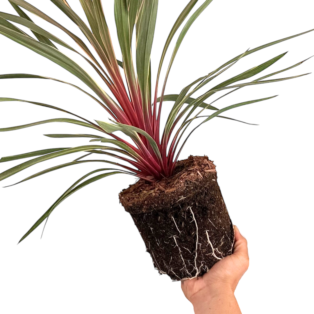 Cordyline Magic Star 19cm/3L