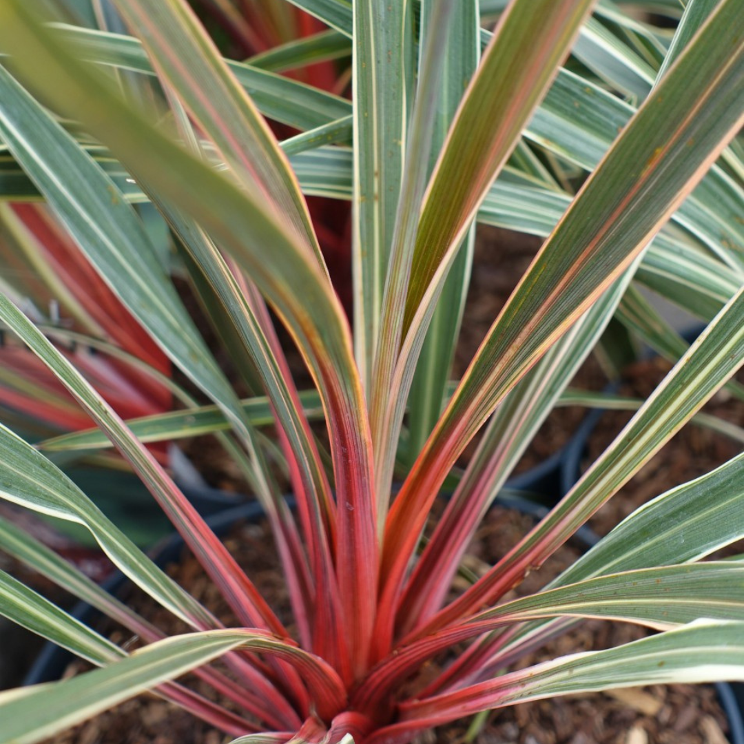 Cordyline Magic Star 19cm/3L