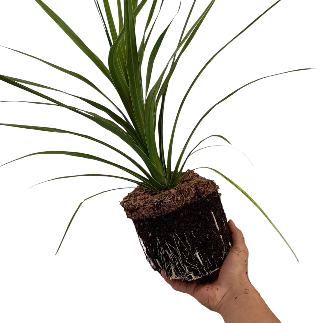 Cordyline Peko