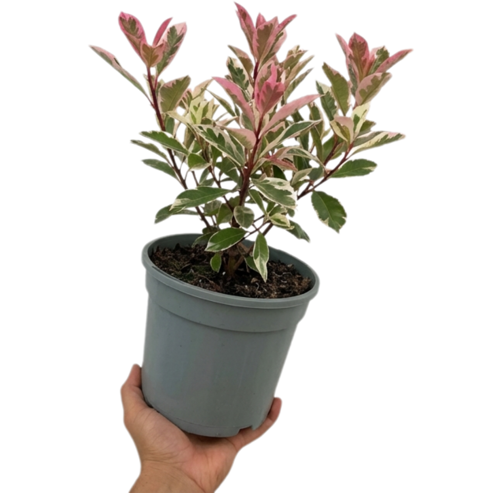 1 Large, Outdoor Garden Ready Plant - Photinia Pink Crispy, Peat Free 3L Pot