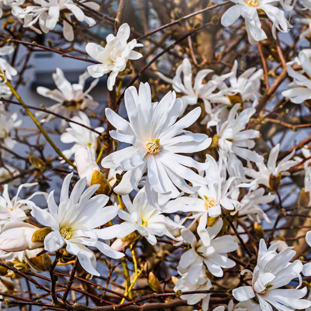Magnolia Stellata