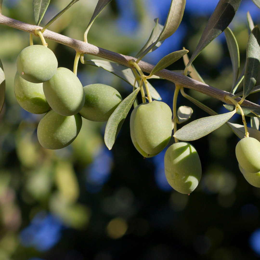 Olive Tree