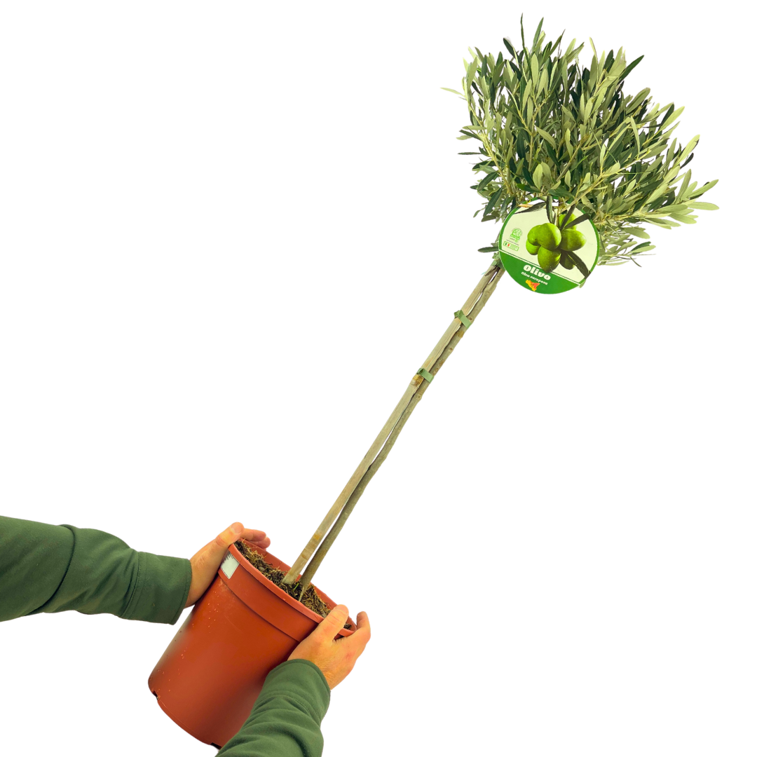 Olive Tree
